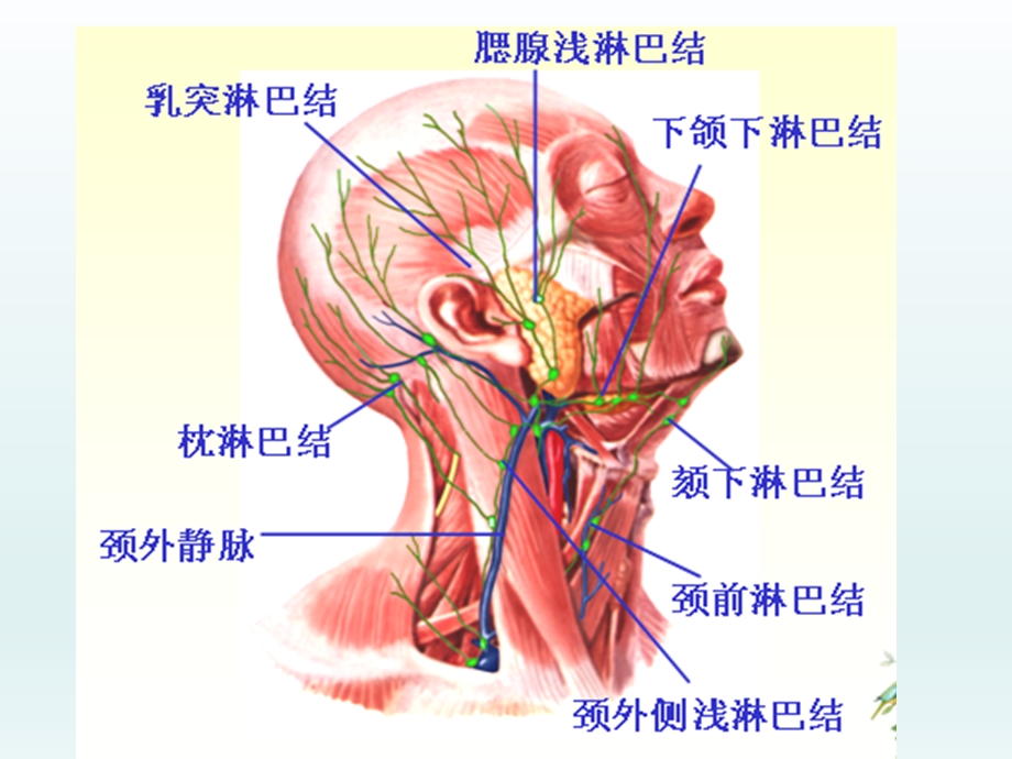 颈部淋巴结增大的CT鉴别诊断课件.ppt_第2页