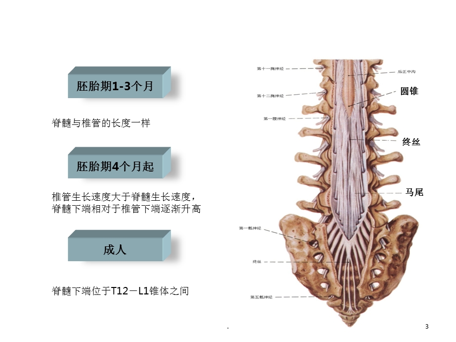 脊髓栓系综合征的护理课件.ppt_第3页