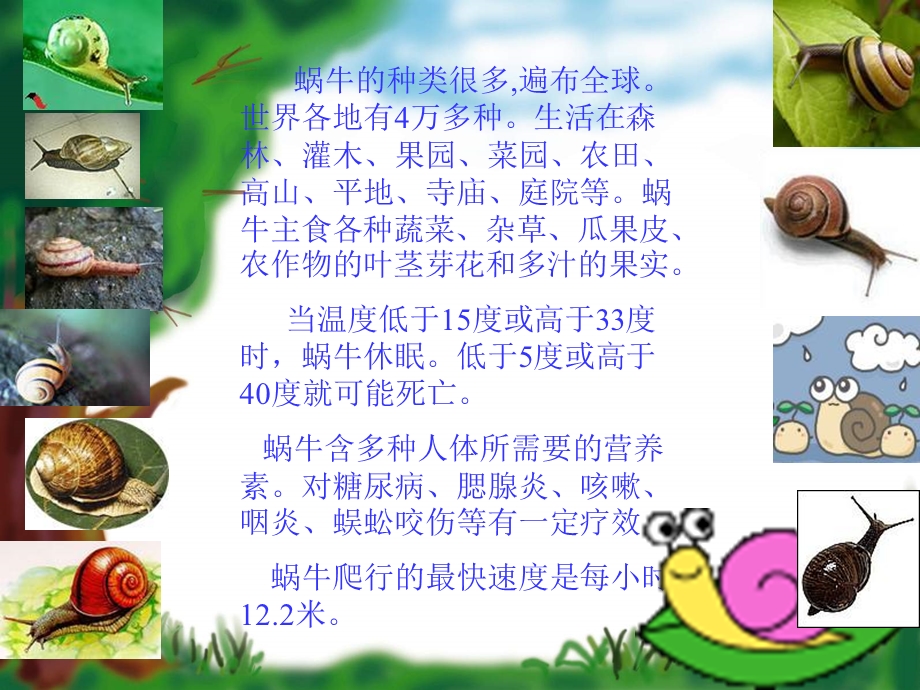 苏教版二年级下册语文蜗牛的奖杯课件.ppt_第3页