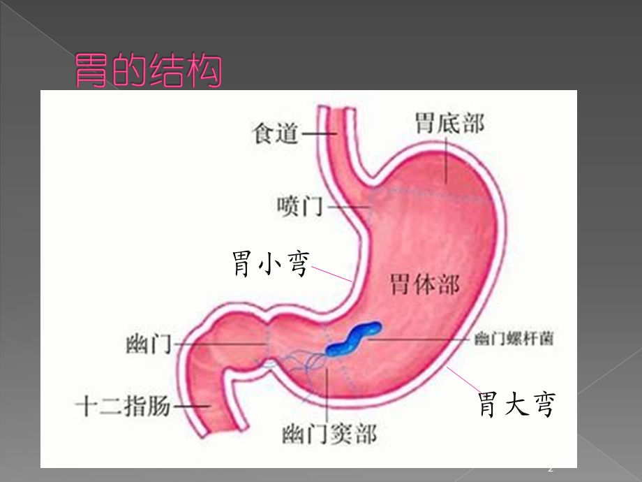 胃炎患者的护理课件.pptx_第2页