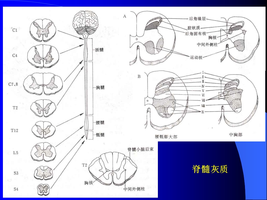 脊髓灰质脊髓灰质脊髓白质课件.ppt_第3页