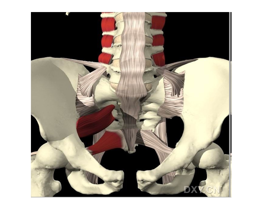 骨盆彩色三维解剖图课件.pptx_第2页