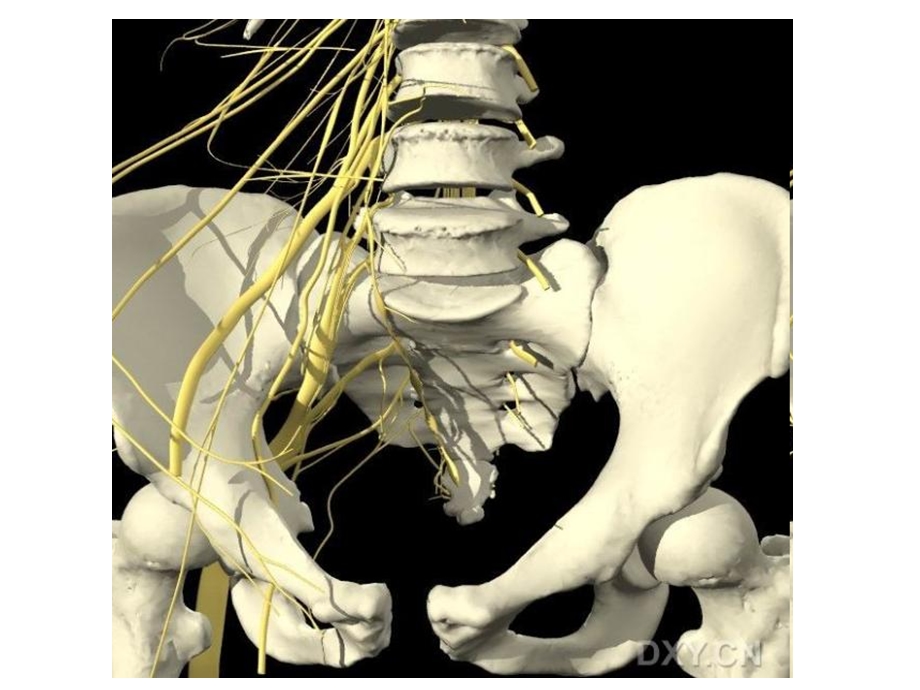 骨盆彩色三维解剖图课件.pptx_第3页