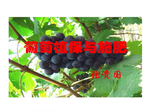 葡萄植保和施肥资料课件.ppt