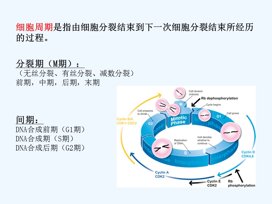 细胞分裂和细胞周期课件.ppt_第2页