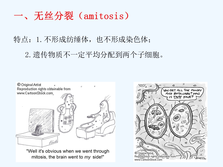 细胞分裂和细胞周期课件.ppt_第3页