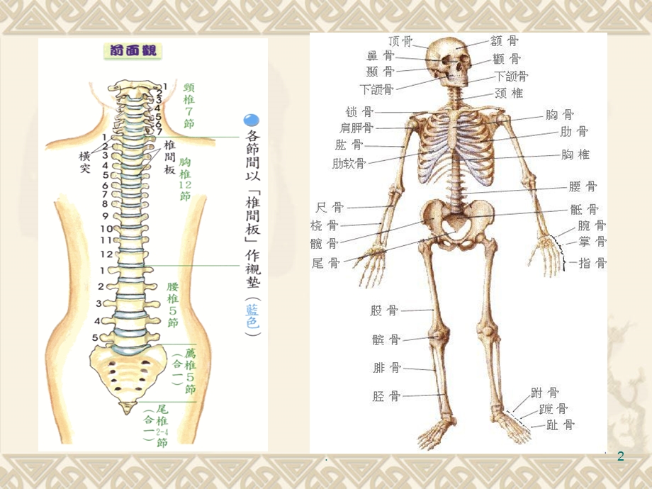 肩颈专业知识ppt课件.ppt_第2页