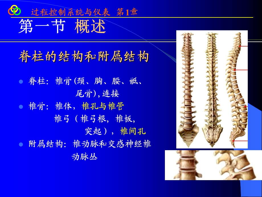 脊柱影像解剖课件.ppt_第2页