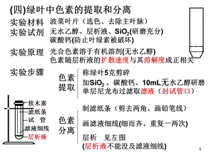 绿叶中色素的提取和分离课件.ppt