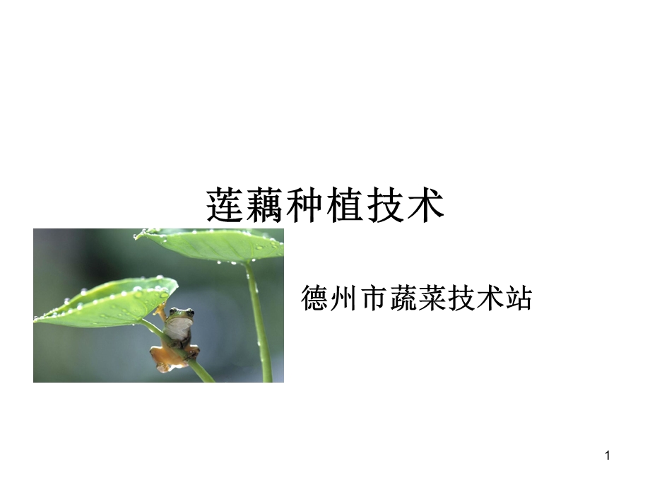 莲藕种植技术课件.ppt_第1页