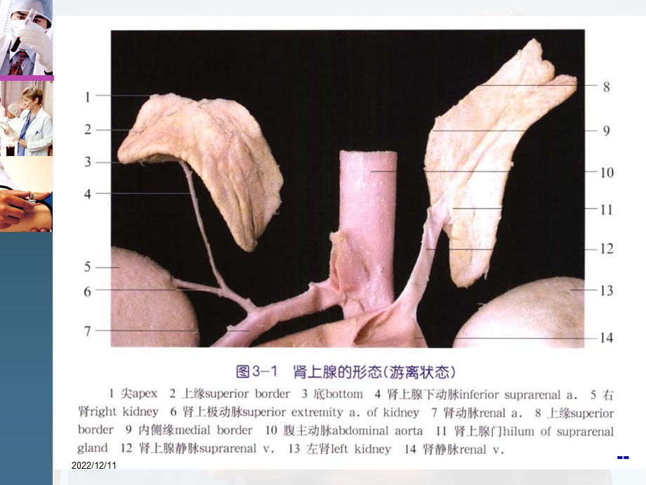 肾上腺外科疾病的诊断治疗指南课件.ppt_第2页