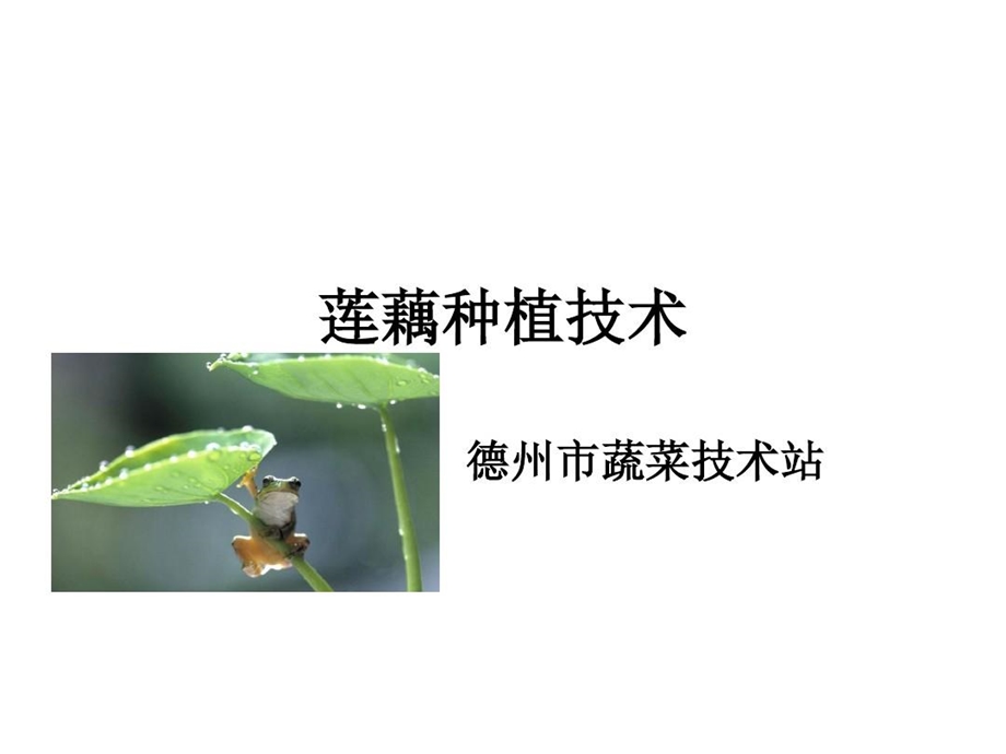 莲藕种植技术分析课件.ppt_第1页