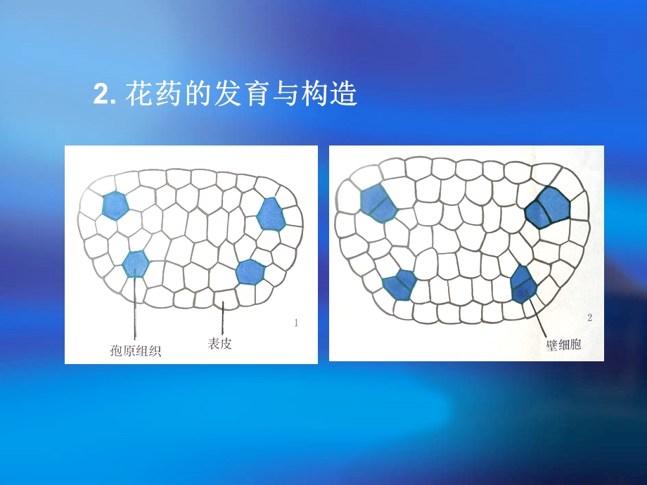 雌蕊的发育与结构课件.ppt_第2页