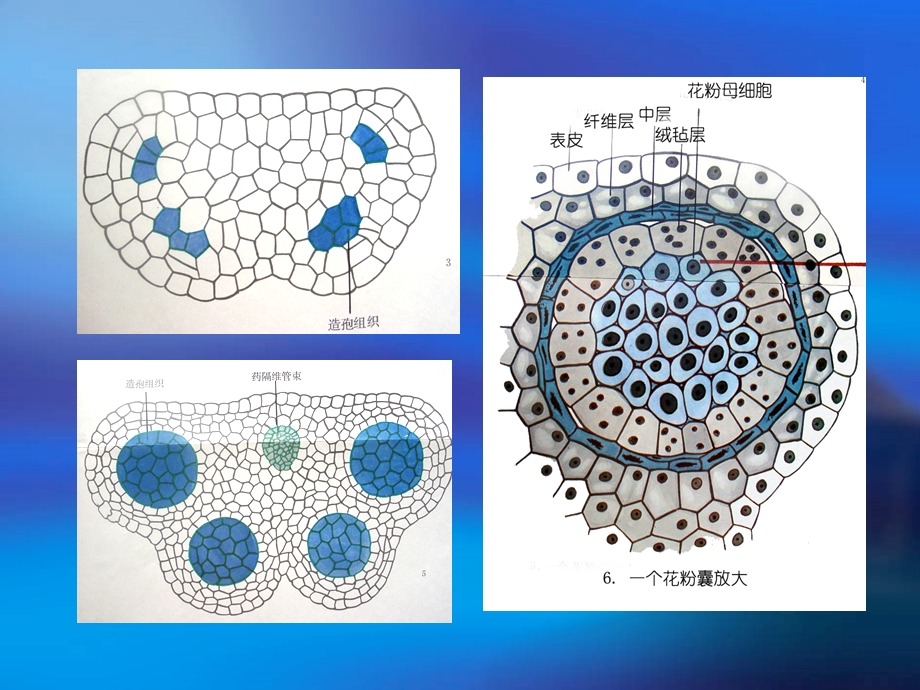 雌蕊的发育与结构课件.ppt_第3页