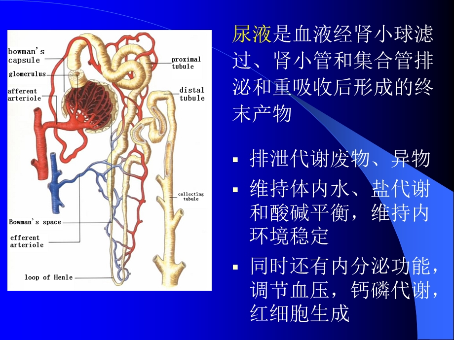 诊断尿液的检测课件.ppt_第1页