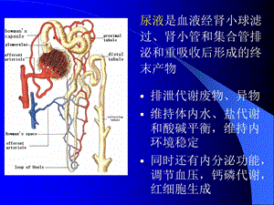 诊断尿液的检测课件.ppt