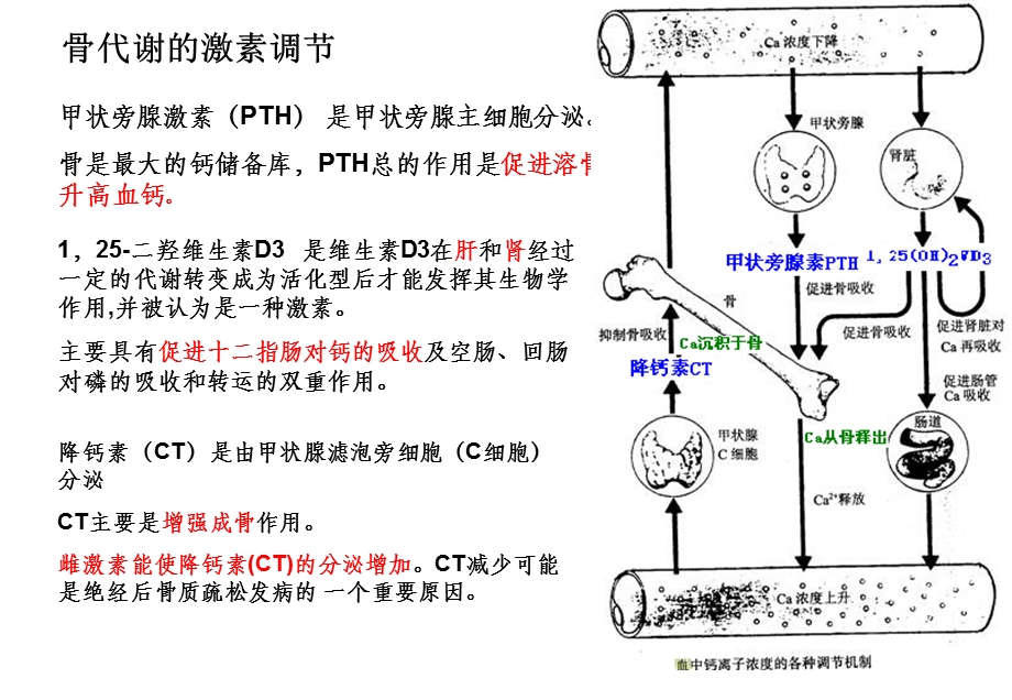 骨标志物临床应用ppt课件.ppt_第2页