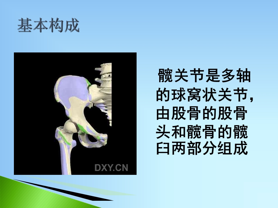 髋关节的解剖ppt课件.ppt_第2页