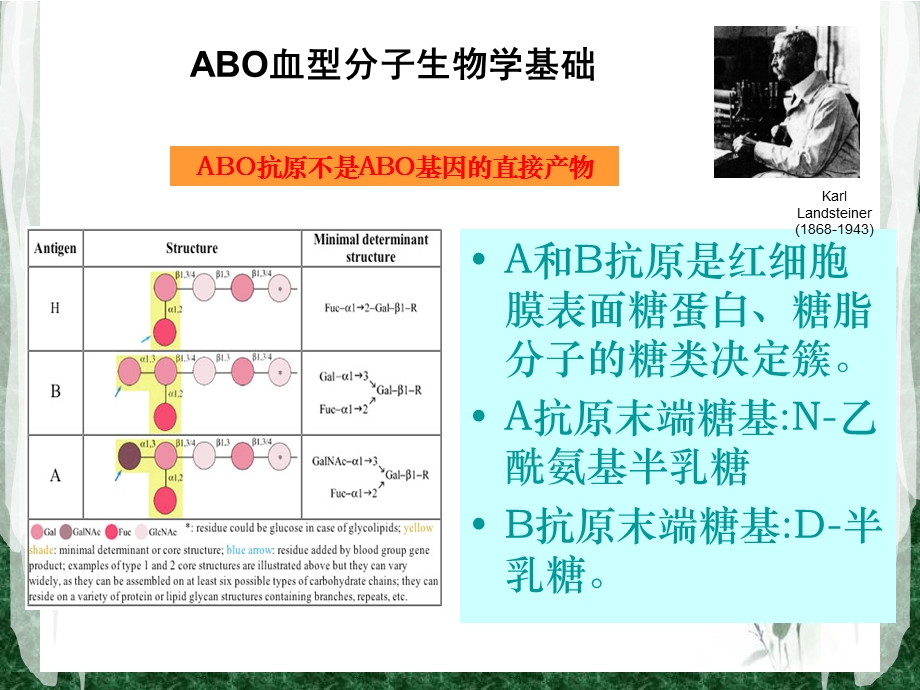 ABO亚型鉴定解读课件.ppt_第2页