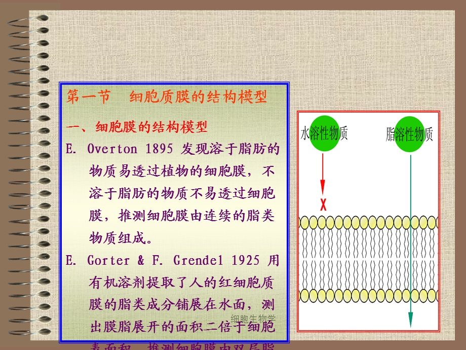 细胞生物学翟中和第四章课件.ppt_第3页