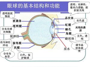 七年级下册生物集体备课教案之第四单元第六章第二节神经系统的组成课件.ppt