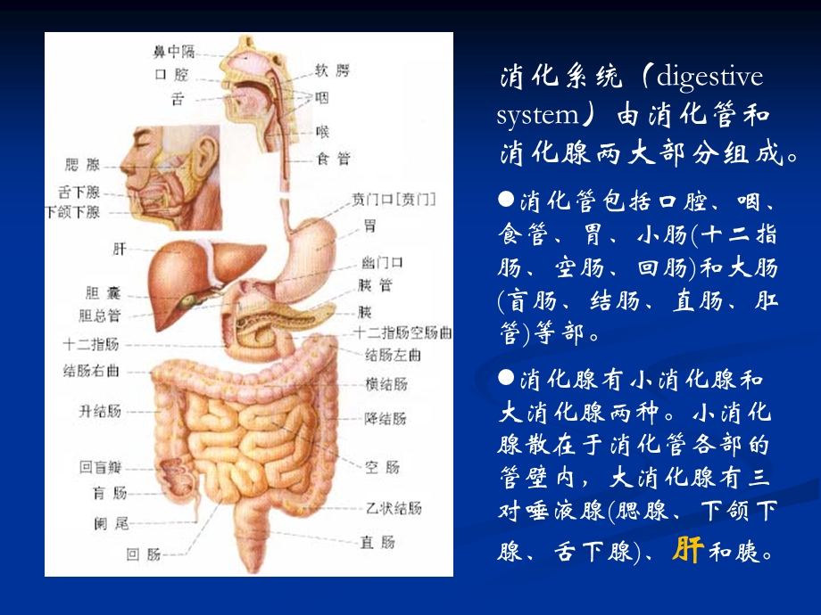 肝功能不全护理学课件.ppt_第1页