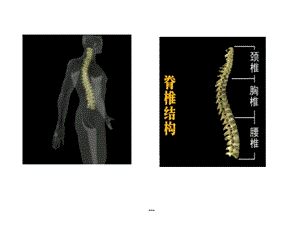 脊髓中枢神经解剖学课件.ppt