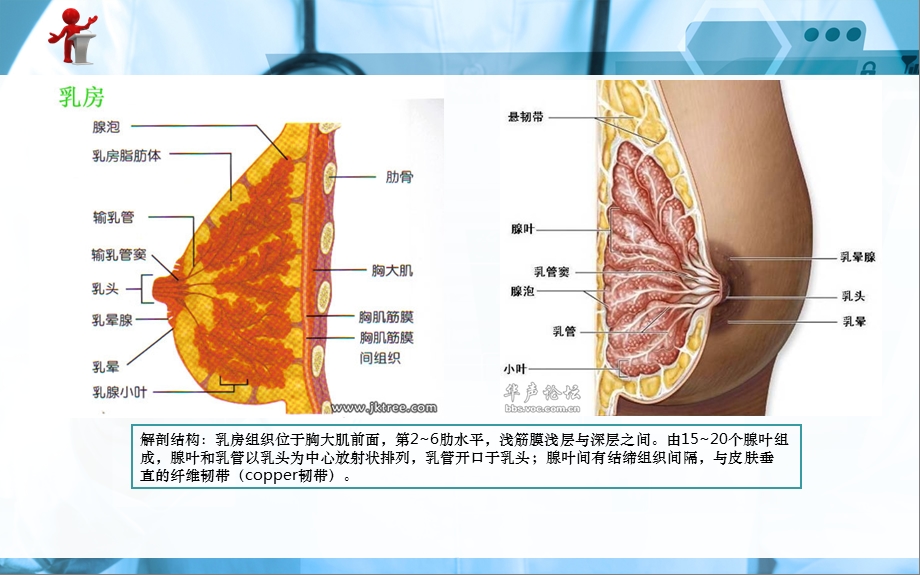 《外科护理》第十二章第一节急性乳腺炎课件.ppt_第2页