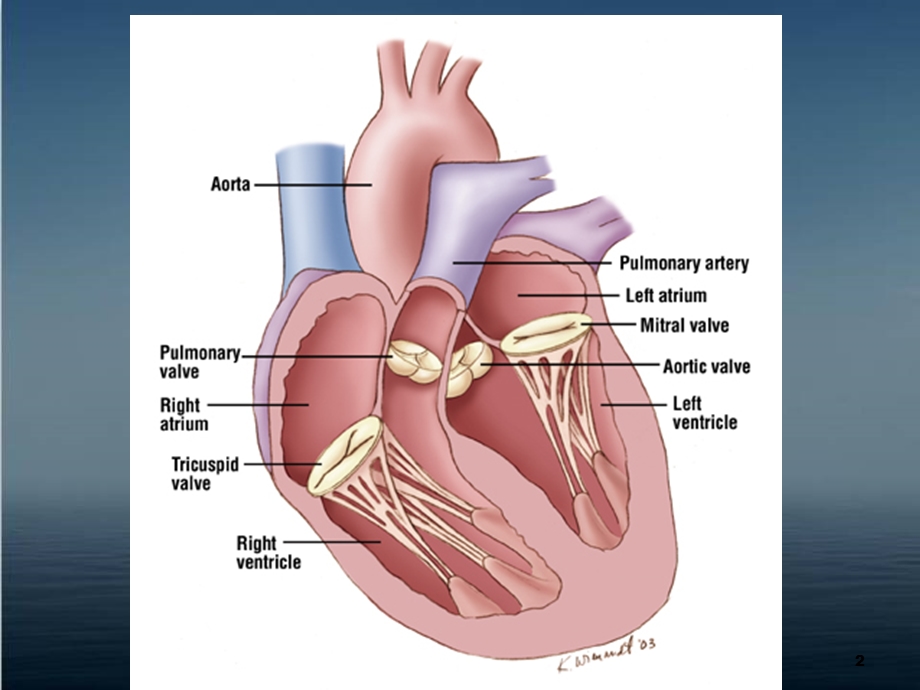 《内科学》心脏瓣膜病--课件.ppt_第2页
