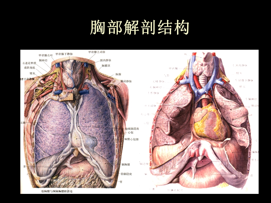 X线胸片阅读基础医学课件.ppt_第3页