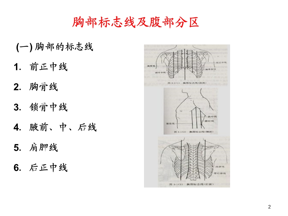 《消化系统》课件.ppt_第2页