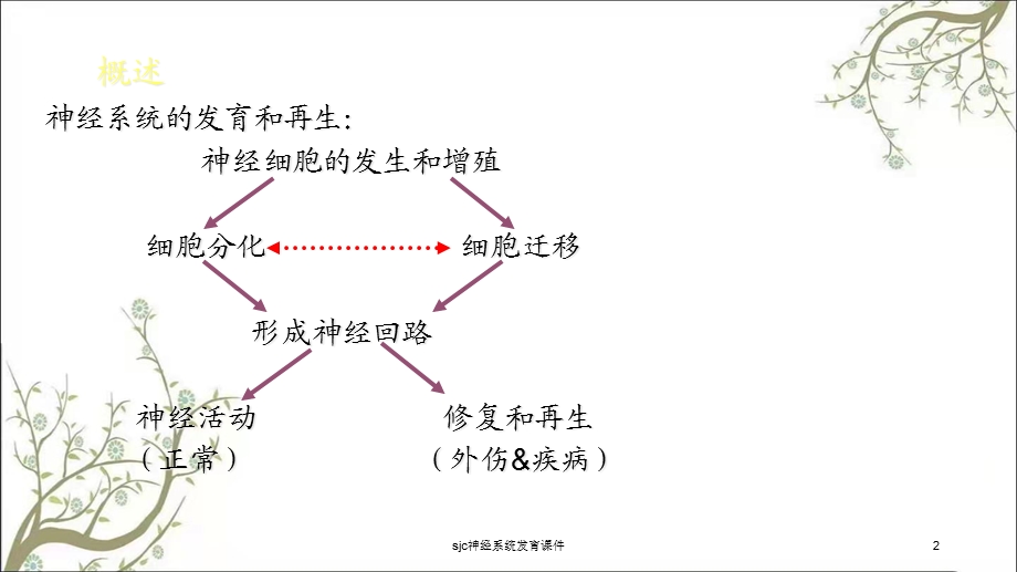 sjc神经系统发育课件.ppt_第2页