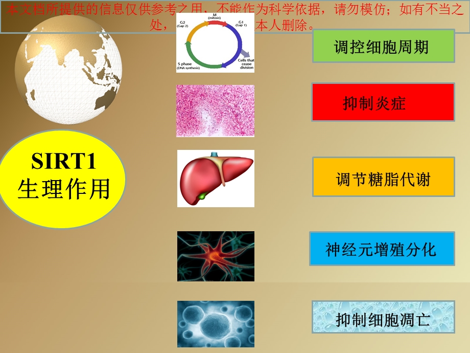 sirt和肝脏疾病综述讲解培训课件.ppt_第3页