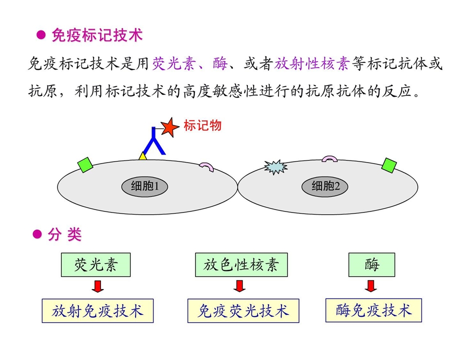 [整理版]elisa检测乙肝抗体hbsab_基础医学_医药卫生_专业课件.ppt_第3页