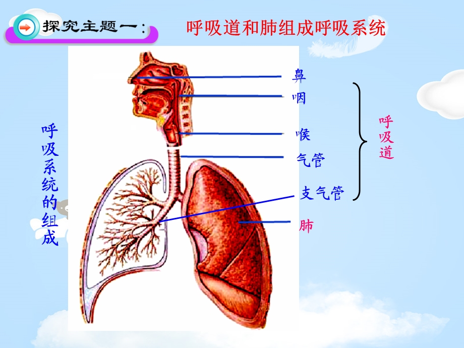 《人体细胞获得氧气的过程》课件.pptx_第3页