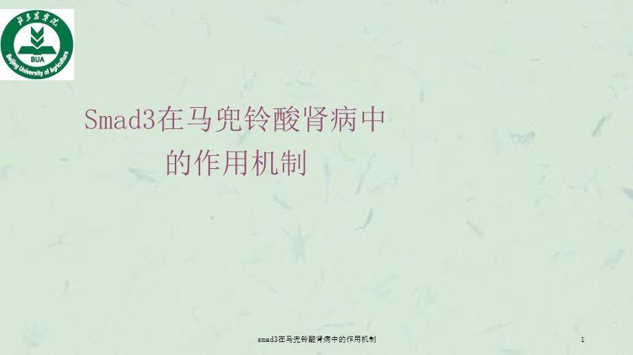 smad3在马兜铃酸肾病中的作用机制课件.ppt_第1页