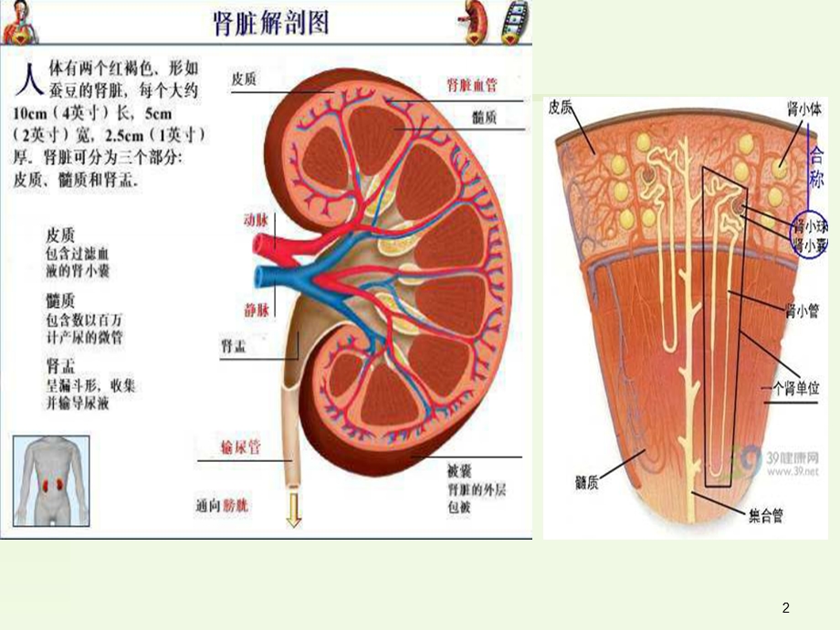 [诊断学]-常用肾功能实验室检测课件.ppt_第2页