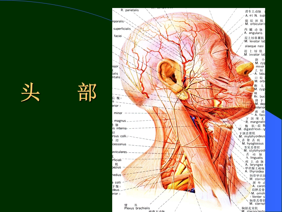 《头部局解》课件.ppt_第1页