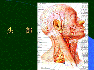 《头部局解》课件.ppt