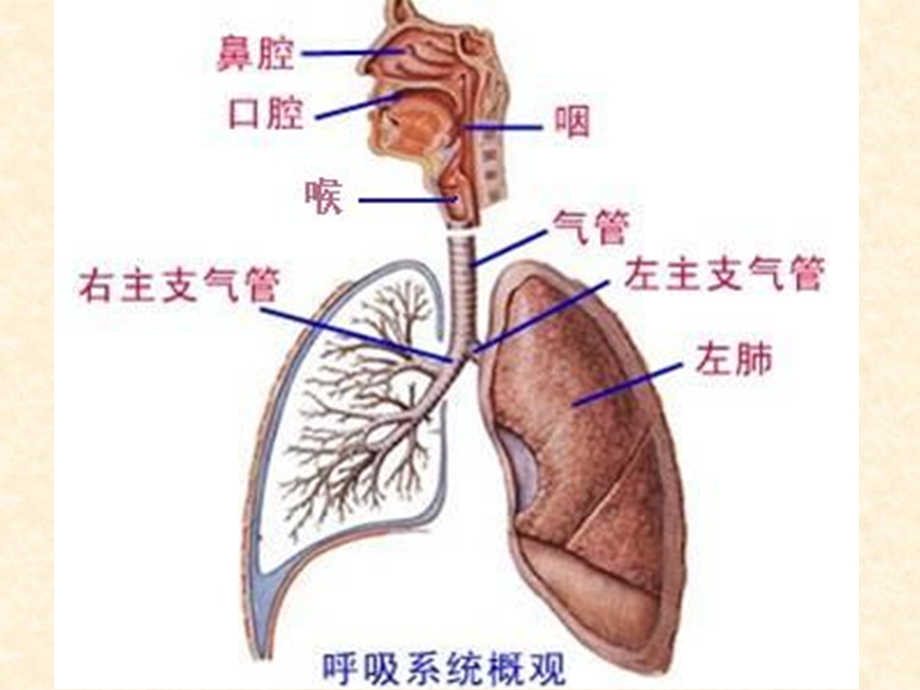 ww急性上呼吸道感染课件.ppt_第3页