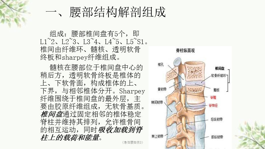 《急性腰扭伤3》课件.ppt_第2页