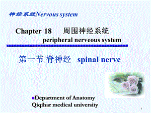 spinalnerve周围神经系统课件.ppt