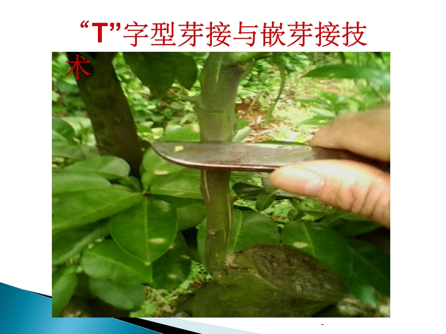 T字型芽接与嵌芽接技术课件.ppt_第1页