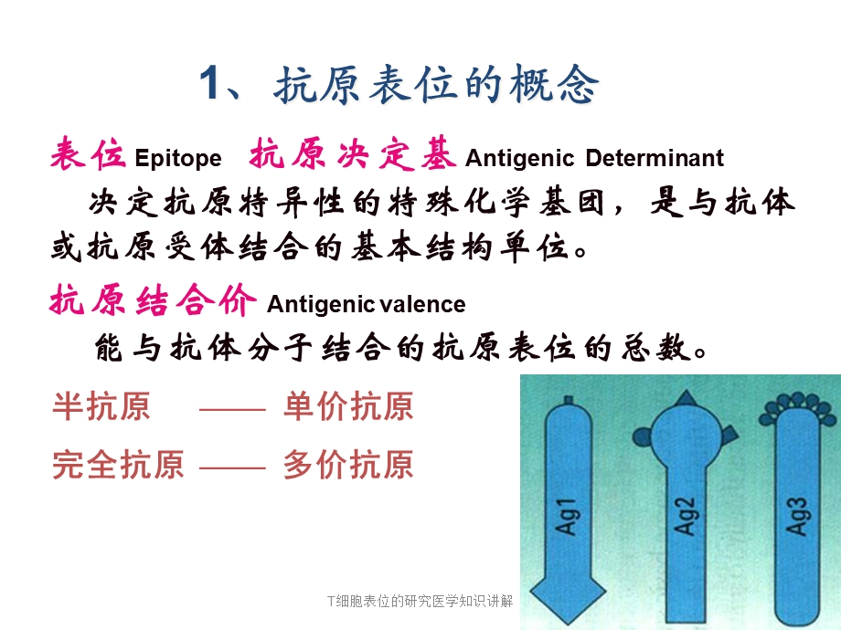 T细胞表位的研究医学知识讲解培训课件.ppt_第3页