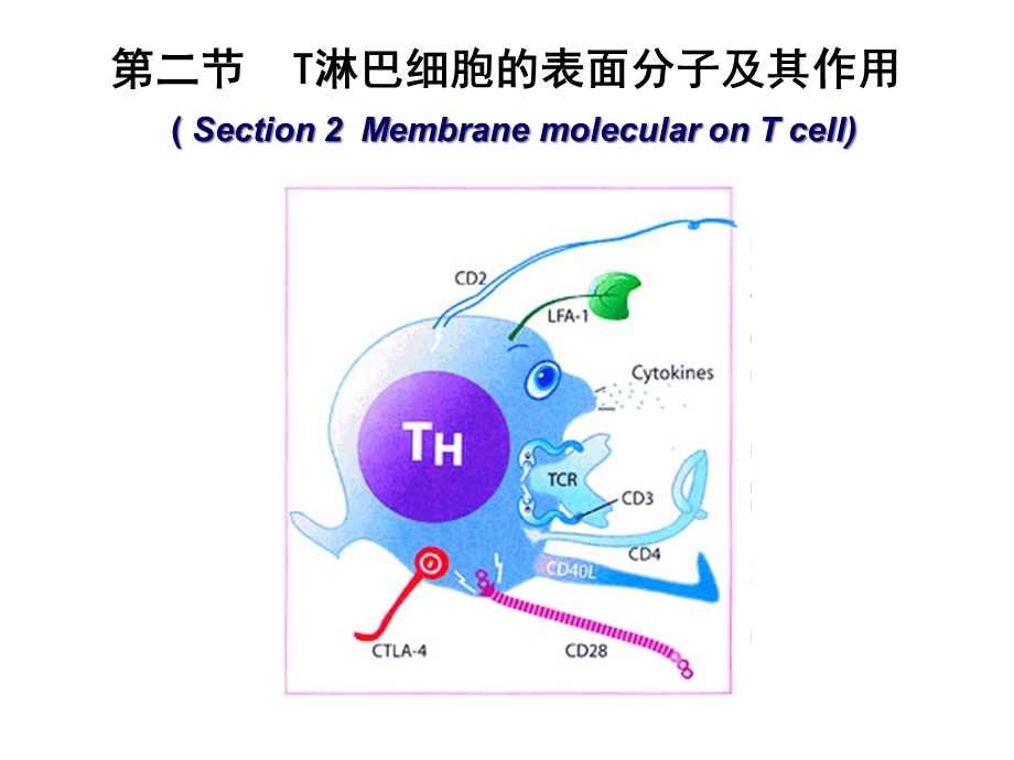 T淋巴细胞医学宣教课件.ppt_第2页