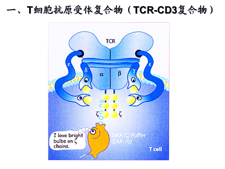 T淋巴细胞医学宣教课件.ppt_第3页