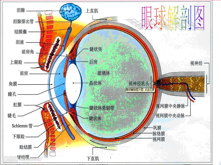 [临床医学]急性闭角型青光眼课件.ppt_第2页