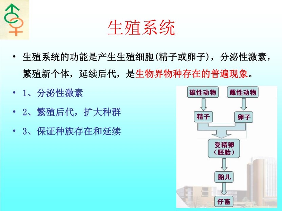 《家畜生殖系统》课件.ppt_第3页