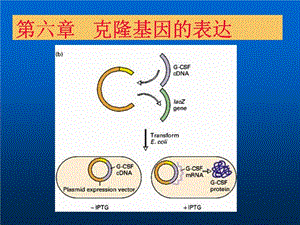 《克隆基因的表达》课件.ppt