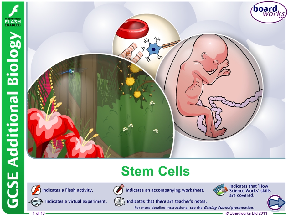 Stem-Cells--Thomas-A-Stewart-Secondary-School：干细胞托马斯斯图尔特中学课件.ppt_第1页